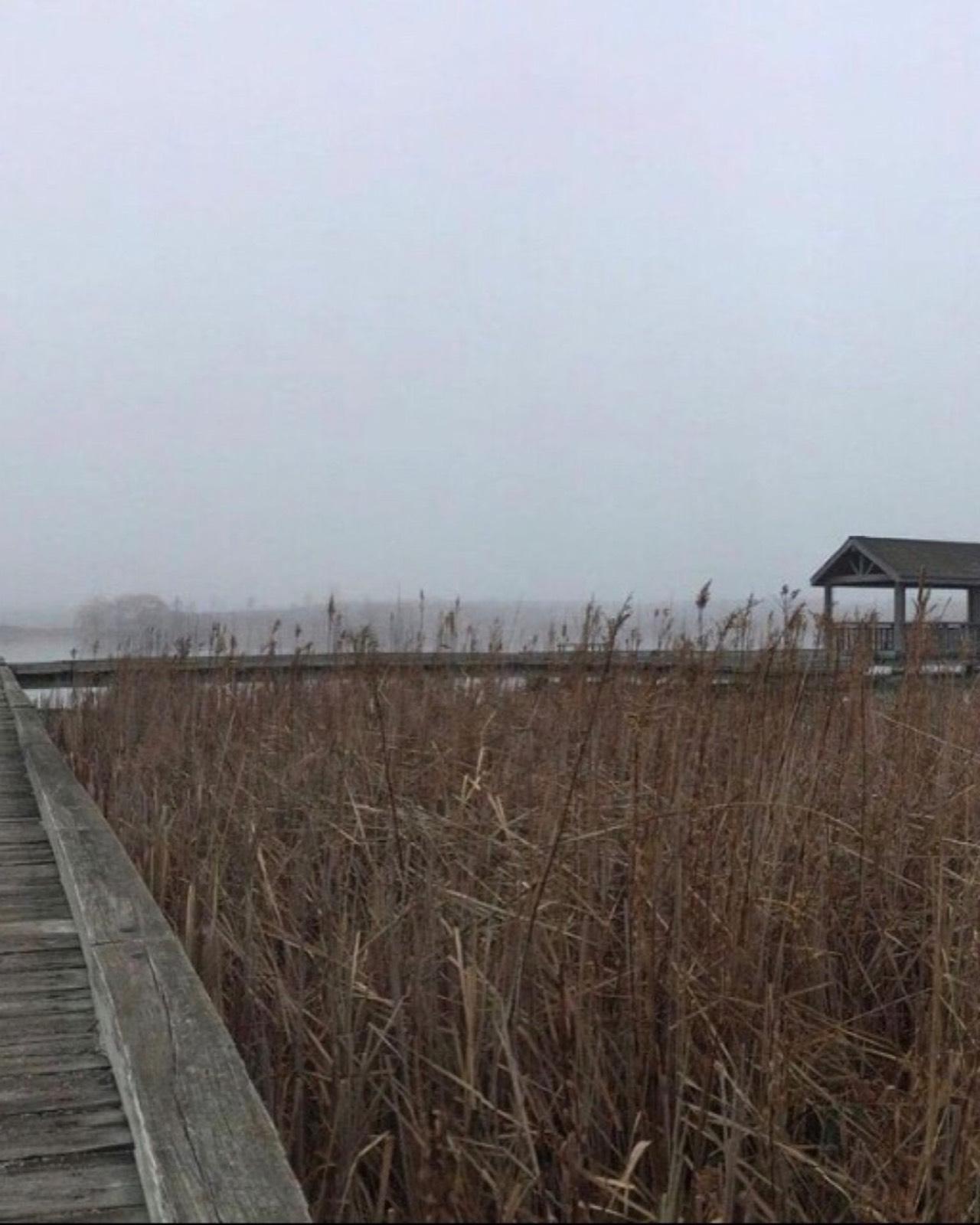 Timber boardwalk through tall marsh grasses in morning fog